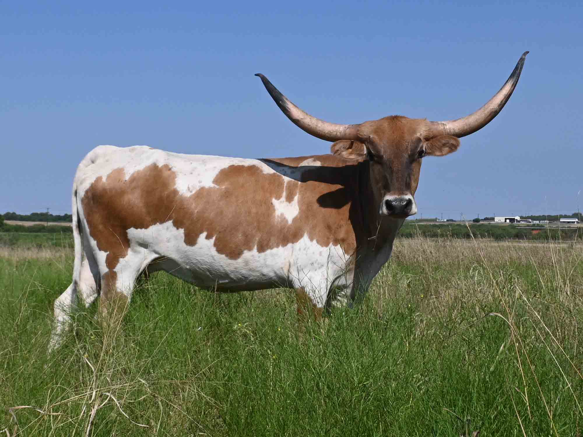 Rocking O Longhorns - Young Cows for sale